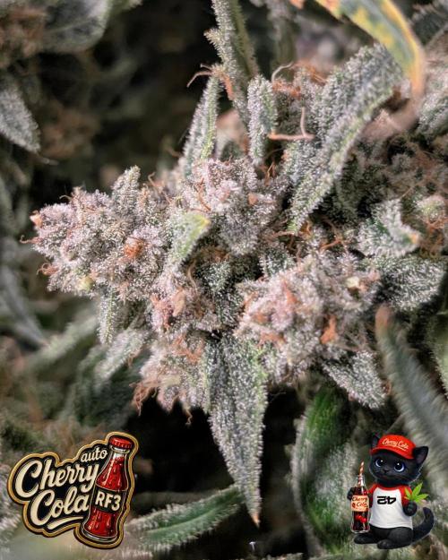 Cherry Cola RF3 to wash it down. Week 12
