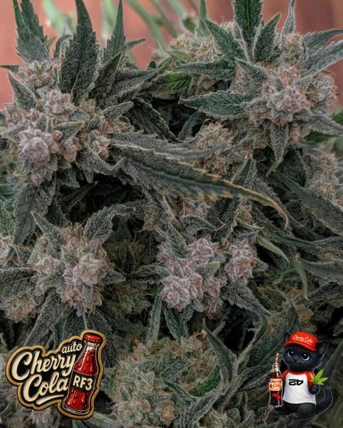 Cherry Cola RF3 to wash it down. Week 12