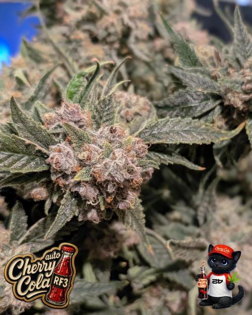 Cherry Cola RF3 to wash it down. Week 12