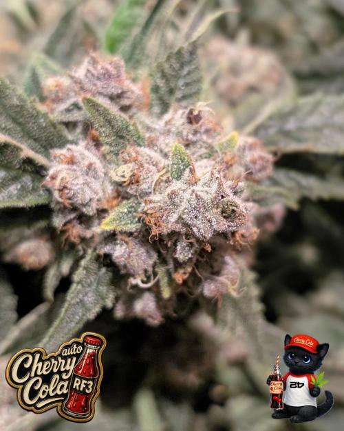 Cherry Cola RF3 to wash it down. Week 12