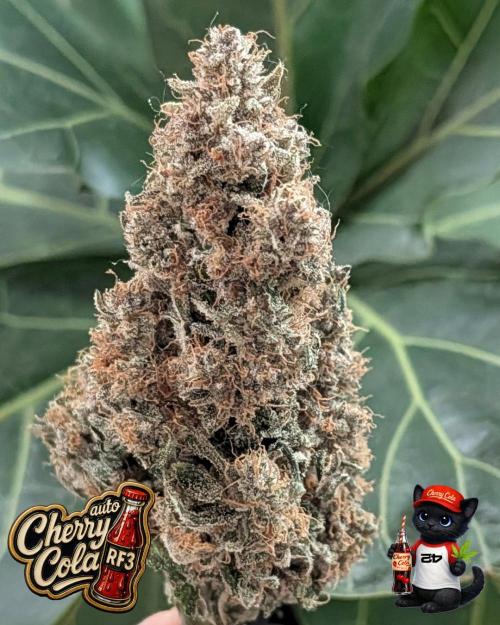 Cherry Cola RF3 to wash it down. Week 12