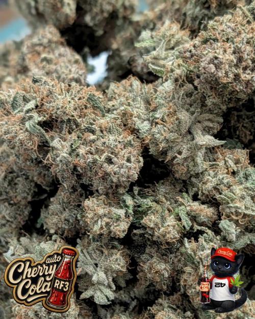 Cherry Cola RF3 to wash it down. Week 12