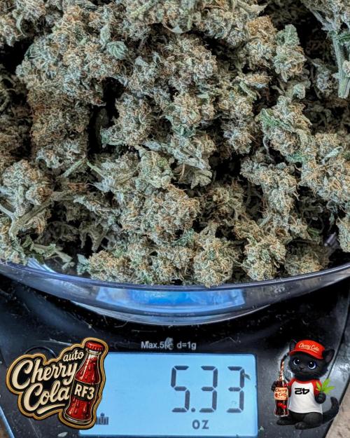 Cherry Cola RF3 to wash it down. Week 12