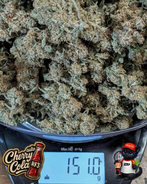 Cherry Cola RF3 to wash it down. Week 12