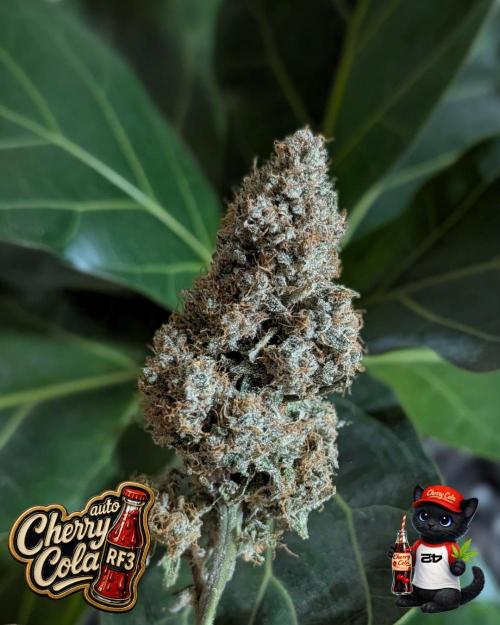 Cherry Cola RF3 to wash it down. Week 12