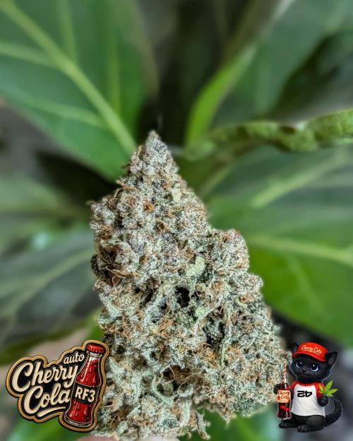 Cherry Cola RF3 to wash it down. Week 12