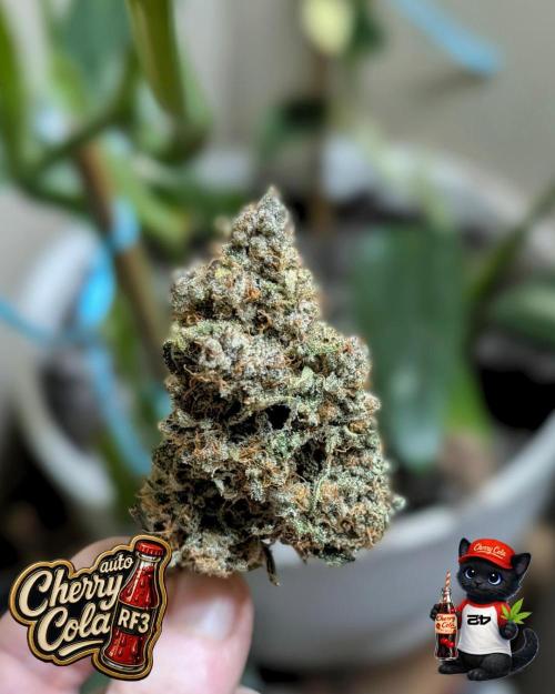 Cherry Cola RF3 to wash it down. Week 12