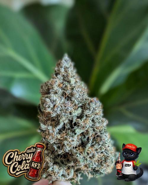 Cherry Cola RF3 to wash it down. Week 12
