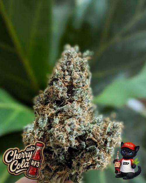 Cherry Cola RF3 to wash it down. Week 12