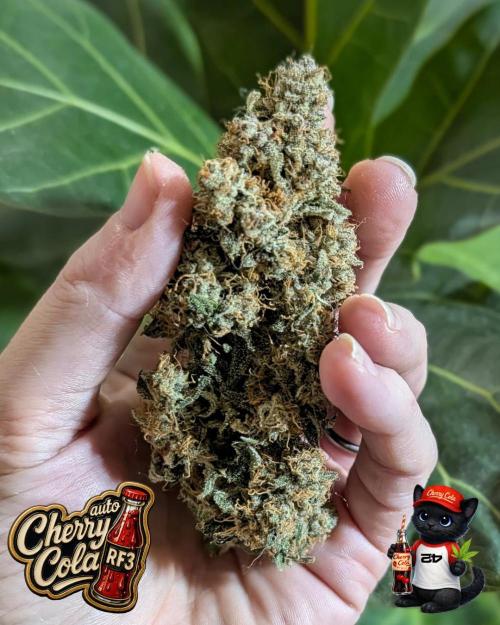 Cherry Cola RF3 to wash it down. Week 12