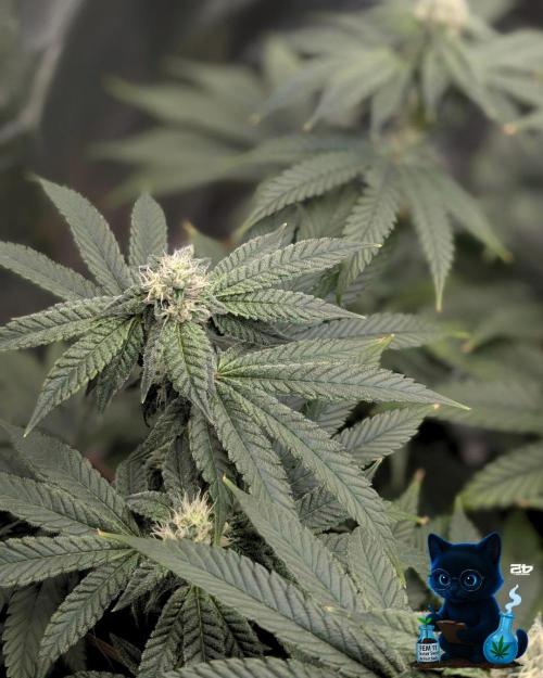 FEM 11 Photo Tester - Catlife420. Week 13 - 1-17
Day 85
Day 39