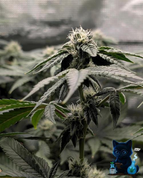 FEM 11 Photo Tester - Catlife420. Week 13 - 1-17
Day 85
Day 39