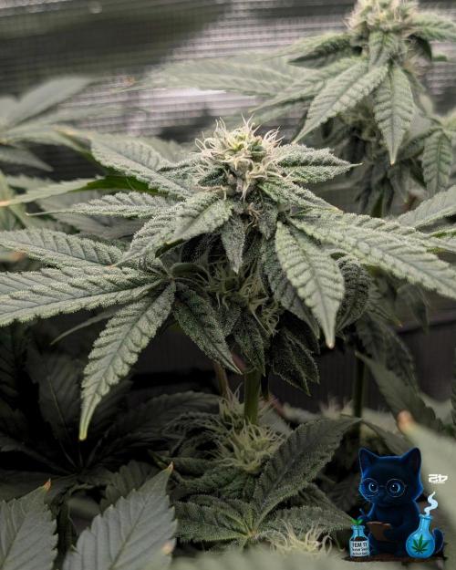 FEM 11 Photo Tester - Catlife420. Week 13 - 1-17
Day 85
Day 39