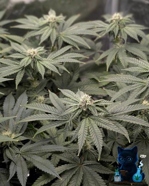 FEM 11 Photo Tester - Catlife420. Week 13 - 1-17
Day 85
Day 39