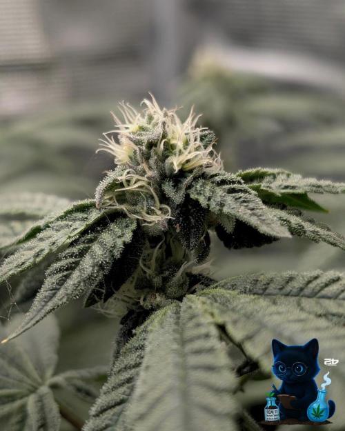 FEM 11 Photo Tester - Catlife420. Week 13 - 1-17
Day 85
Day 39