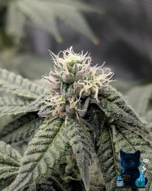 FEM 11 Photo Tester - Catlife420. Week 13 - 1-20  
Day 88  
Day 42