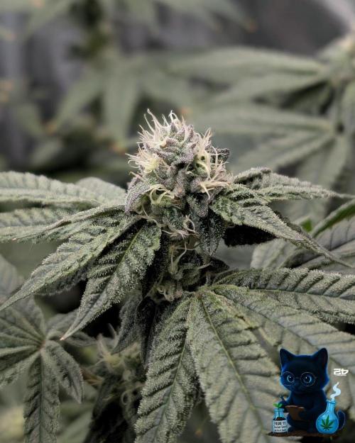 FEM 11 Photo Tester - Catlife420. Week 13 - 1-20  
Day 88  
Day 42