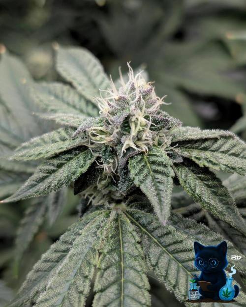 FEM 11 Photo Tester - Catlife420. Week 13 - 1-20  
Day 88  
Day 42