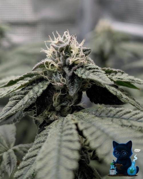 FEM 11 Photo Tester - Catlife420. Week 13 - 1-20  
Day 88  
Day 42