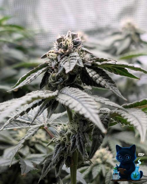 FEM 11 Photo Tester - Catlife420. Week 13 - 1-23  
Day 91  
Day 45