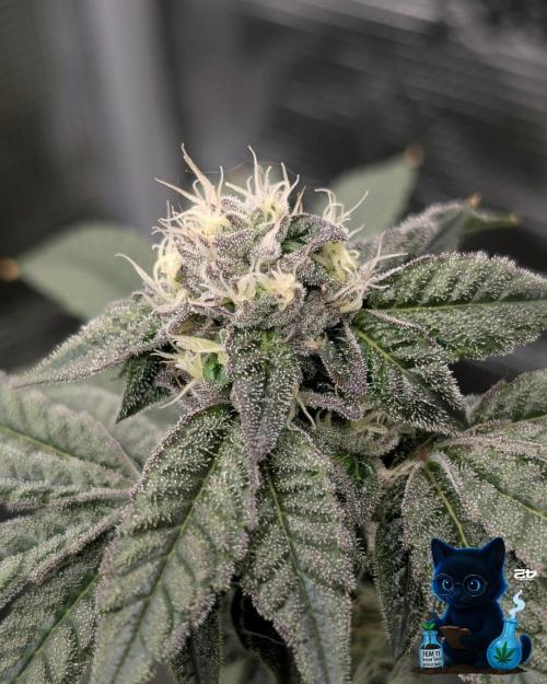 FEM 11 Photo Tester - Catlife420. Week 13 - 1-23  
Day 91  
Day 45