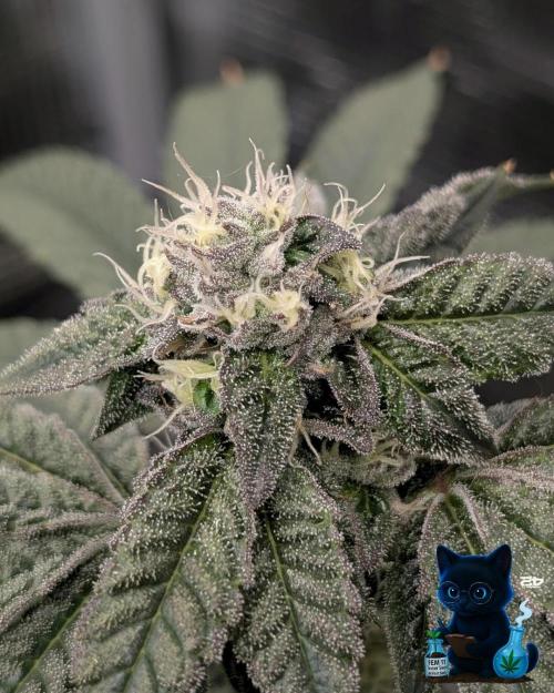 FEM 11 Photo Tester - Catlife420. Week 13 - 1-23  
Day 91  
Day 45