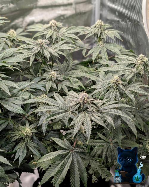 FEM 11 Photo Tester - Catlife420. Week 13 - 1-23  
Day 91  
Day 45