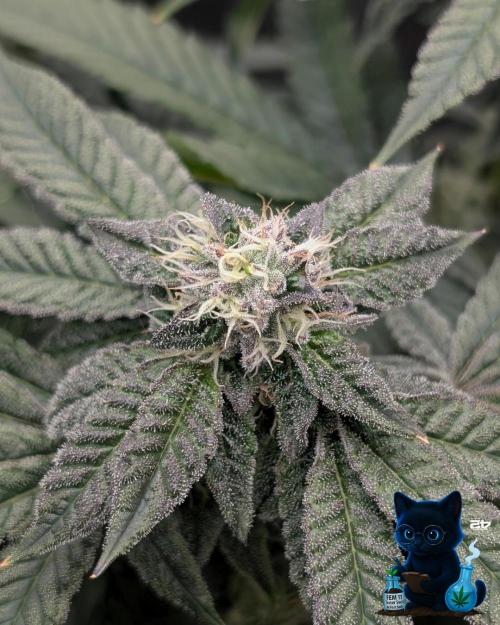 FEM 11 Photo Tester - Catlife420. Week 13 - 1-23  
Day 91  
Day 45