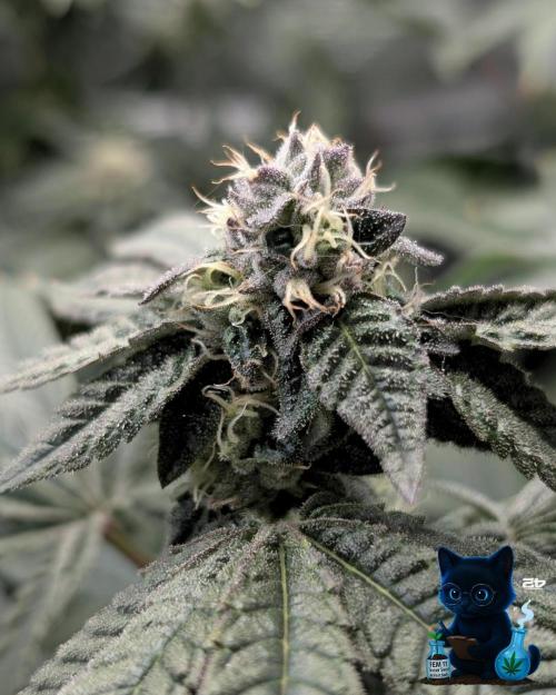 FEM 11 Photo Tester - Catlife420. Week 13 - 1-23  
Day 91  
Day 45