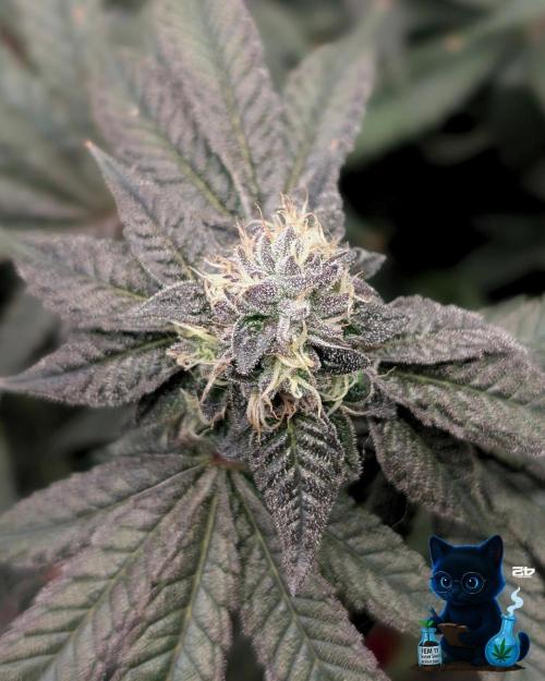 FEM 11 Photo Tester - Catlife420. Week 14 - 1-28  
Day 96  
Day 50