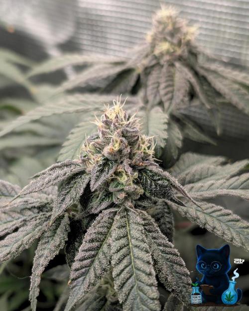 FEM 11 Photo Tester - Catlife420. Week 14 - 1-28  
Day 96  
Day 50