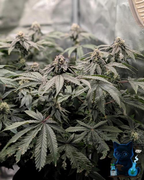 FEM 11 Photo Tester - Catlife420. Week 14 - 1-28  
Day 96  
Day 50