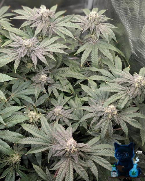 FEM 11 Photo Tester - Catlife420. Week 14 - 1-28  
Day 96  
Day 50
