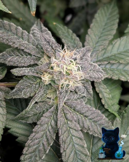FEM 11 Photo Tester - Catlife420. Week 14 - 1-28  
Day 96  
Day 50