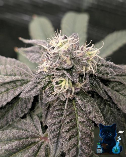 FEM 11 Photo Tester - Catlife420. Week 14 - 1-28  
Day 96  
Day 50
