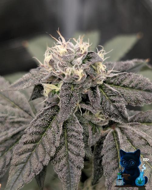 FEM 11 Photo Tester - Catlife420. Week 14 - 1-28  
Day 96  
Day 50