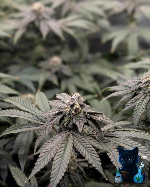 FEM 11 Photo Tester - Catlife420. Week 14 - 1-28  
Day 96  
Day 50