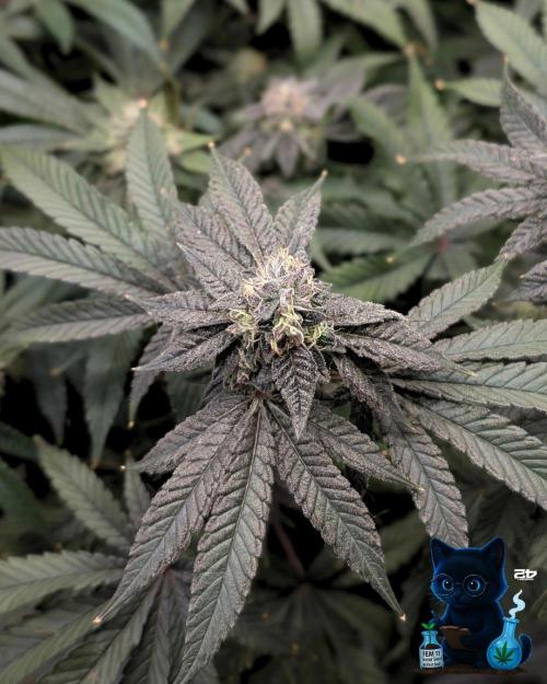 FEM 11 Photo Tester - Catlife420. Week 15 - 2-1  
Day 100  
Day 54
