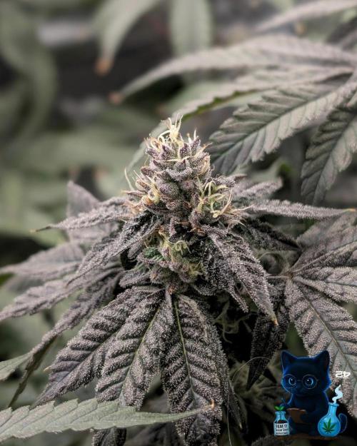 FEM 11 Photo Tester - Catlife420. Week 15 - 2-1  
Day 100  
Day 54