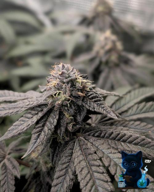 FEM 11 Photo Tester - Catlife420. Week 15 - 2-1  
Day 100  
Day 54