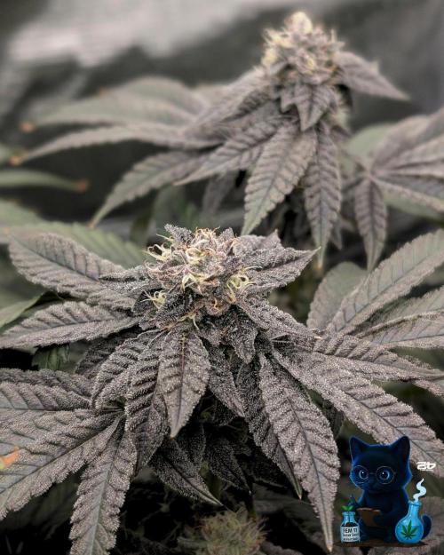 FEM 11 Photo Tester - Catlife420. Week 15 - 2-1  
Day 100  
Day 54