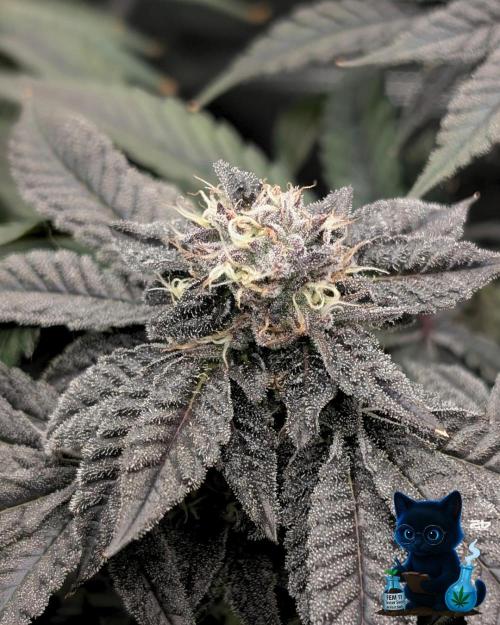 FEM 11 Photo Tester - Catlife420. Week 15 - 2-1  
Day 100  
Day 54