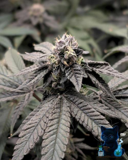 FEM 11 Photo Tester - Catlife420. Week 15 - 2-1  
Day 100  
Day 54