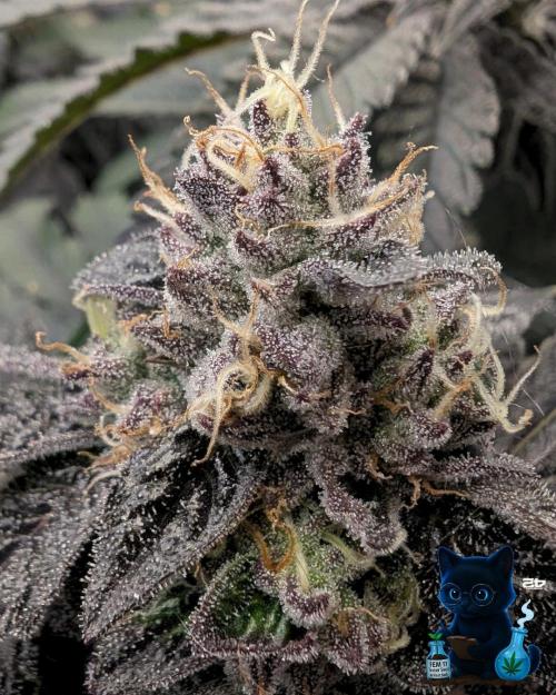 FEM 11 Photo Tester - Catlife420. Week 15 - 2-5  
Day 104  
Day 58