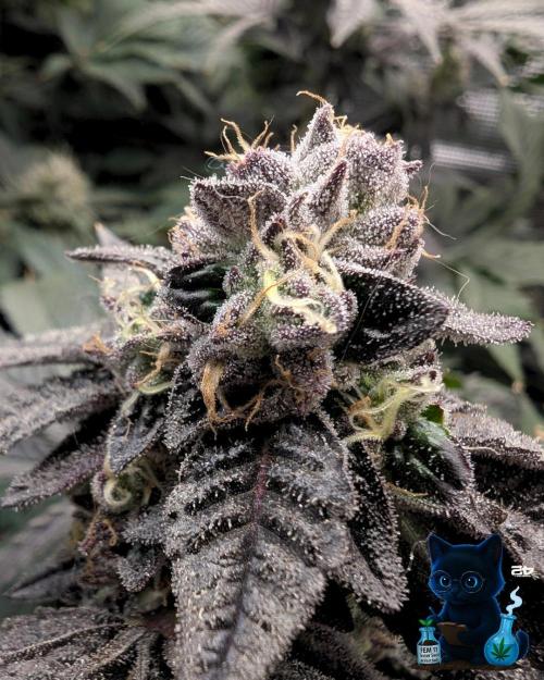 FEM 11 Photo Tester - Catlife420. Week 15 - 2-5  
Day 104  
Day 58