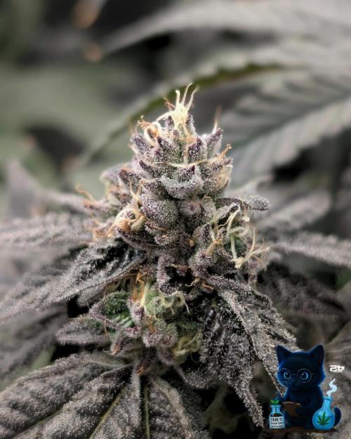 FEM 11 Photo Tester - Catlife420. Week 15 - 2-5  
Day 104  
Day 58