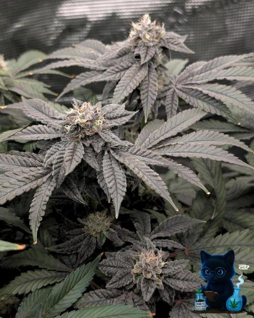 FEM 11 Photo Tester - Catlife420. Week 15 - 2-5  
Day 104  
Day 58