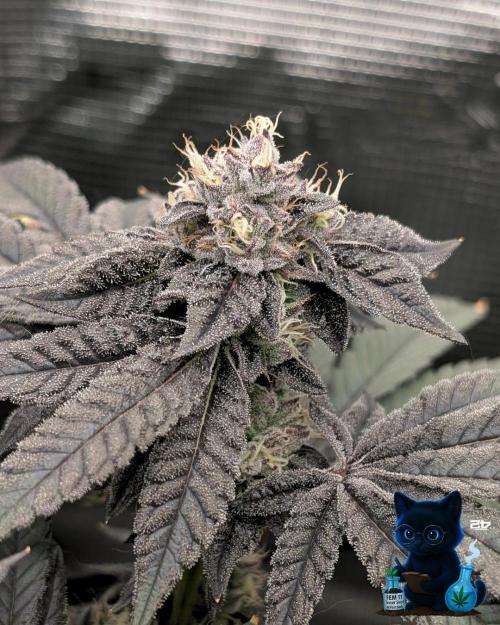 FEM 11 Photo Tester - Catlife420. Week 15 - 2-5  
Day 104  
Day 58
