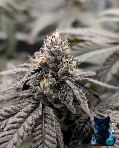 FEM 11 Photo Tester - Catlife420. Week 15 - 2-5  
Day 104  
Day 58