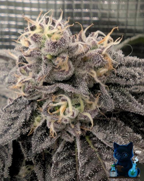 FEM 11 Photo Tester - Catlife420. Week 15 - 2-5  
Day 104  
Day 58